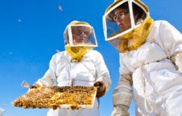 beekeepers with hive