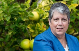 Napolitano in citrus grove