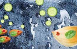 Food collage with fishies