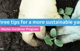 Tips for a more sustainable yard video