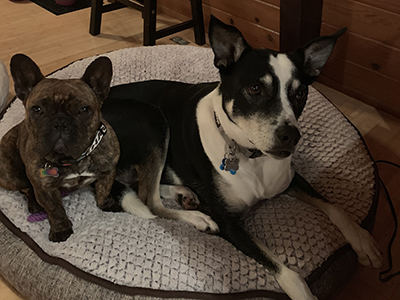 Frida, a Frenchie, was a rescue from Bejing, China. Oscar, a McNab mix, was rescued from the Sonoma Animal Shelter. (Margarita Parkin, BRC Analyst)