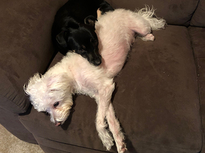 Sophie, the Chiweenie, is very stubborn. Tucker, a Maltipoo, is a lovebug and is always wherever Sophie is. (Steve Garber, Director, Division Administration)