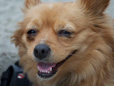 Ella, 14, loves cheese — especially string cheese. She has a Napoleon complex and enjoys barking at other dogs. (Dan Scannell, COI/PRA Coordinator, OGC)