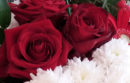 Valentines Flowers