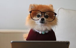 Dog dressed like person working at computer