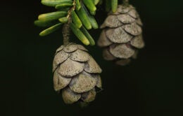 Ornamental pinecones