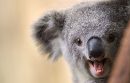 laughing koala bear