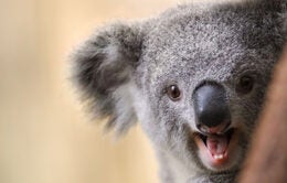 laughing koala bear