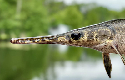 This spotted gar in the Louisiana Bayou is an ancient and native fish species.