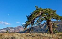 A Jeffrey pine bent by the wind crowns a hillside at Valentine Camp Reserve in the eastern Sierra.