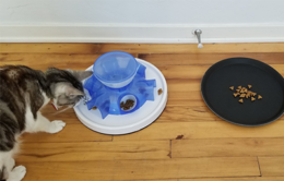 Cat with food puzzle