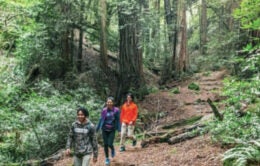 People walking through forest