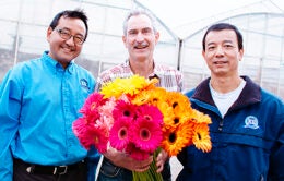Three men holding Gerbera daisies