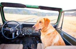 Dog sitting in car at UC Santa Barbara