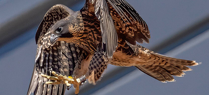 Cal’s famous falcons take flight