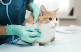 Veterinarian examining cat