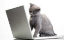 Gray kitten sitting on a laptop computer