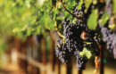 Wine grapes at UC Davis