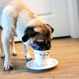 Bug the pug drinking tea from a fancy teacup
