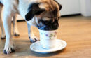 Bug the pug drinking tea from a fancy teacup