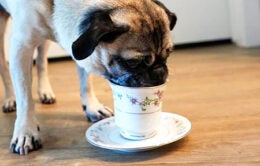 Bug the pug drinking tea from a fancy teacup