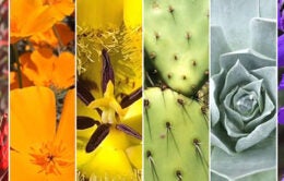 Flowers and plants arranged in a rainbow