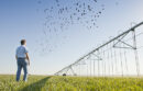 Man watching blackbirds in a field