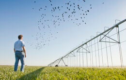 Man watching blackbirds in a field