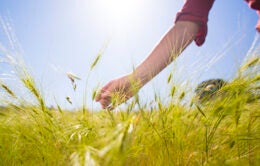 Woman running her fingers through long grass