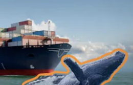 Whale in front of a container ship