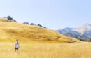 UC researcher walks across a field of tall, golden grass