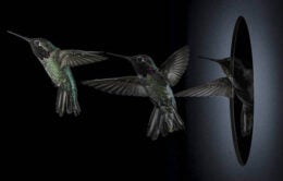 A hummingbird flies through the opening of an aperture