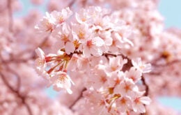 Cherry blossoms
