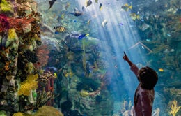 A visitor at the Birch Aquarium at Scripps Institution of Oceanography, UC San Diego.