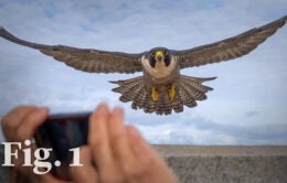 Falcon in flight