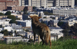 A coyote overlooks San Francisco