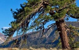 A Jeffrey pine bent by the wind crowns a hillside at Valentine Camp Reserve in the eastern Sierra.