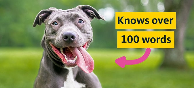 Can your dog have a conversation with you? Science says yes.