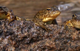 Sierra Nevada yellow-legged frogs