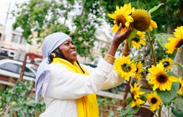 Woman picking sunflowers