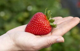 Bright red strawberry in an open hand