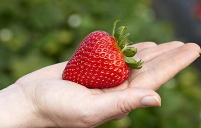 12 foods you couldn’t live without — brought to you by UC