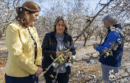 People examining an almond tree