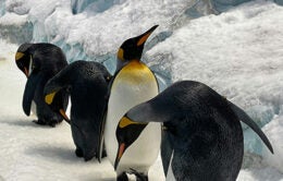 group of penguins in snow