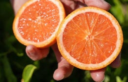 Person holding a grapefruit-colored orange