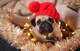 Pug decorating for the holidays in a cute red hat