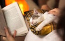 Woman reading by the fire and comforting her rescue kitten - purrfect evening relaxation