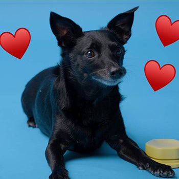 Donut the dog surrounded by heart emojis