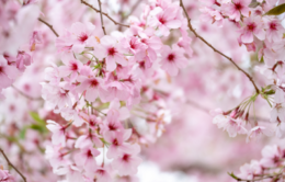 Cherry tree in bloom with pink blossoms