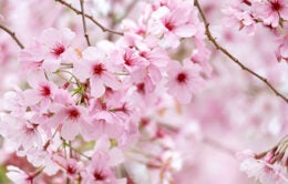 Cherry tree in bloom with pink blossoms